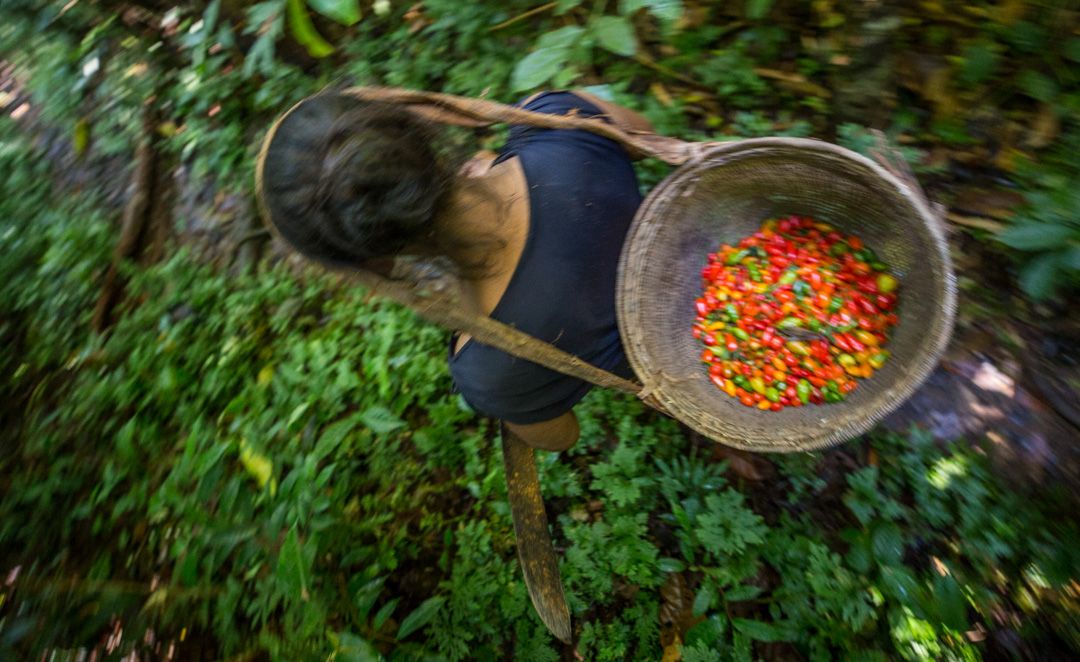 Foto de indígenas no meio de uma agrofloresta na Amazônia
