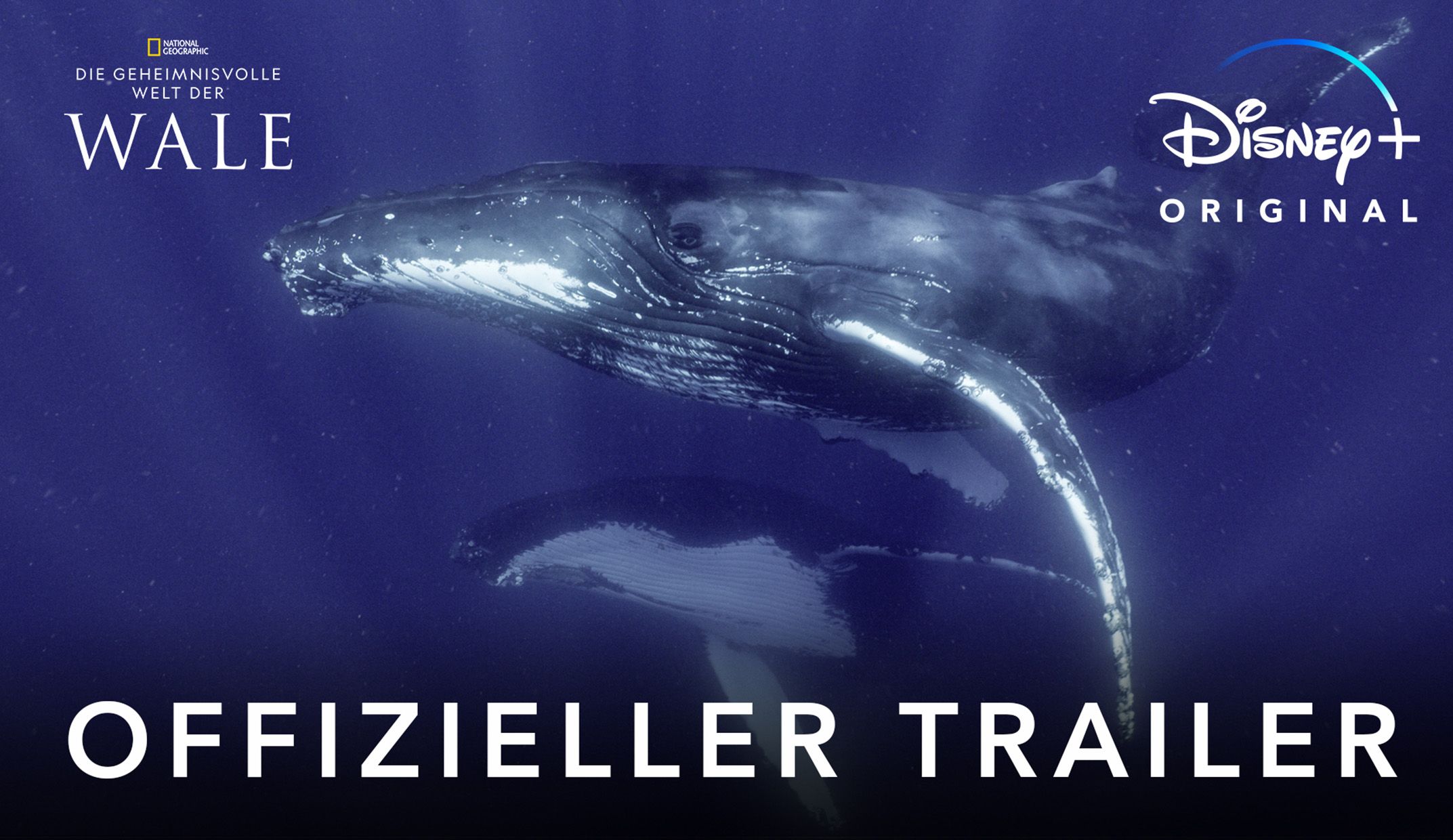 Secrets of the Whales