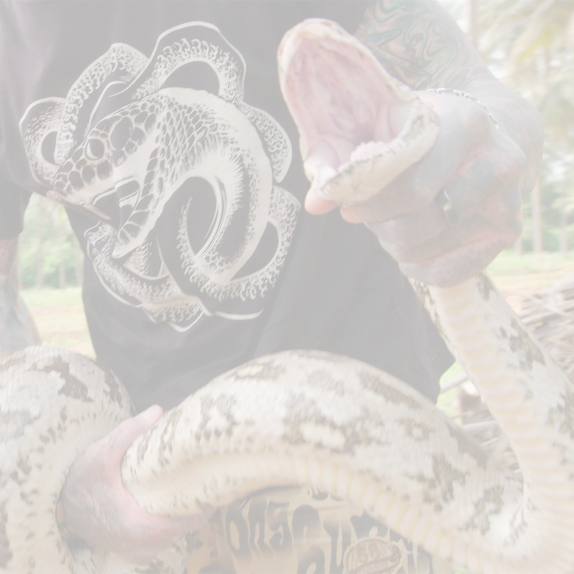 Monster-Python