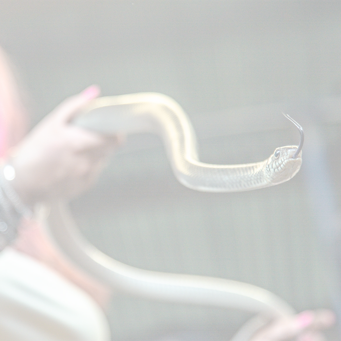 Killer-Krait