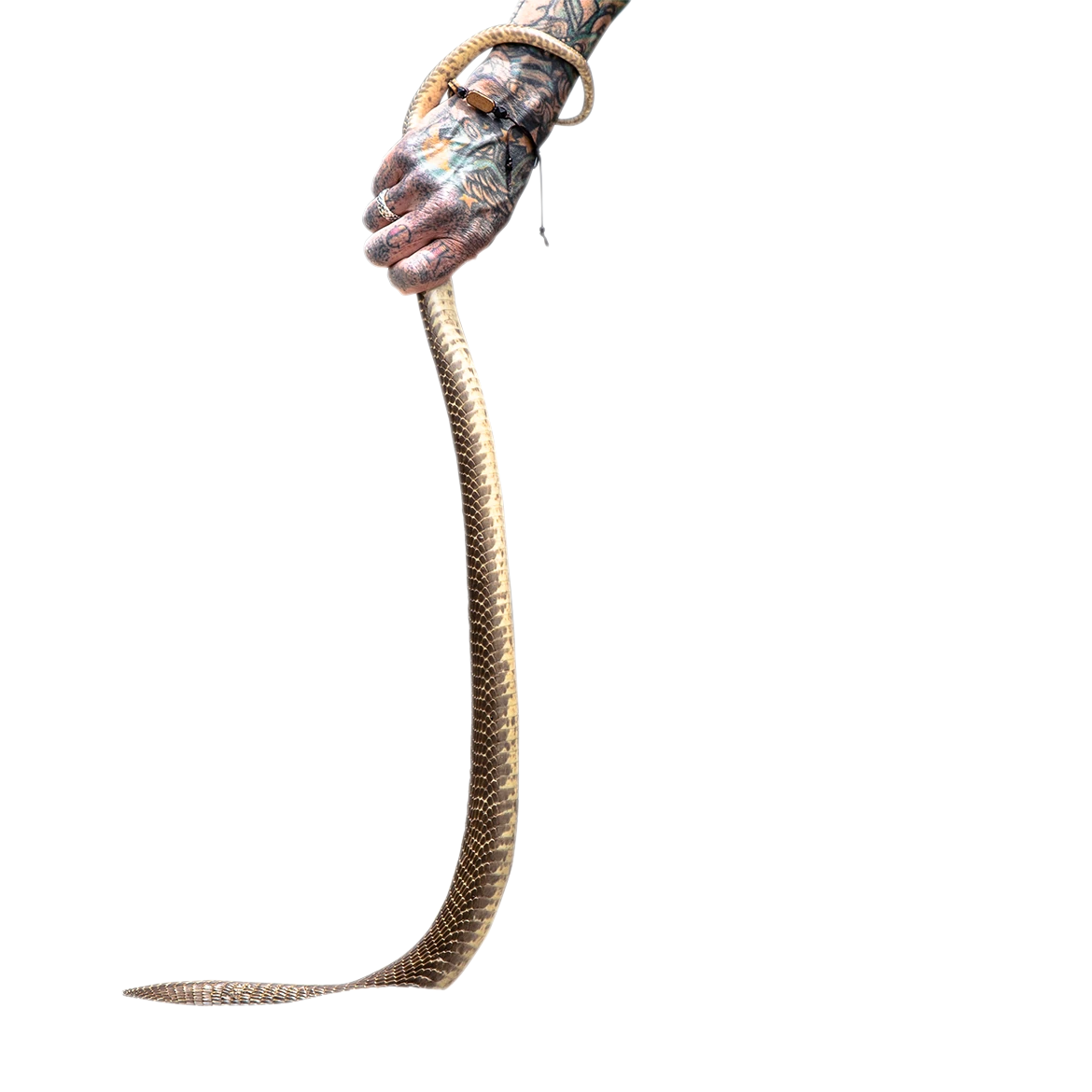 Kova kobra
