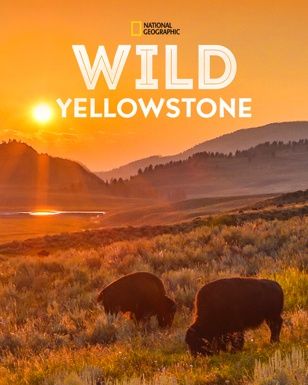Wild Yellowstone