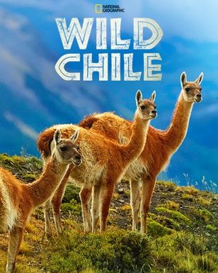 Wild Chile