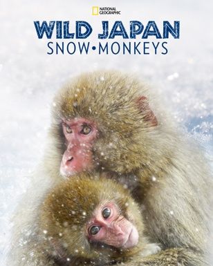 Wild Japan: Snow Monkeys