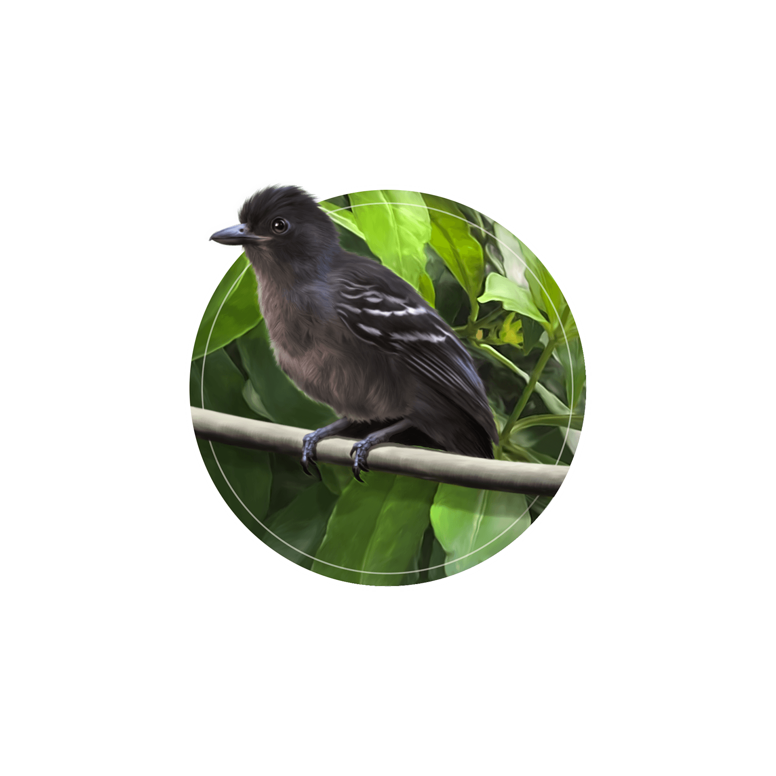 Ilustração do pequeno pássaro choca-preta-e-cinza em galho de árvore