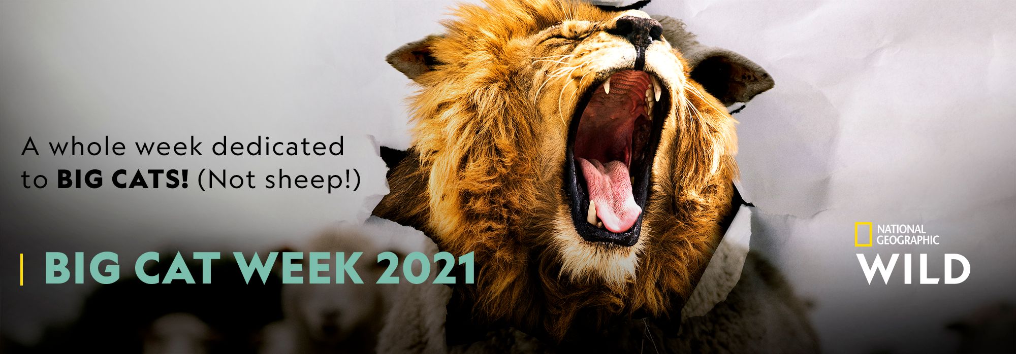 Big Cat Week 2021 National Geographic