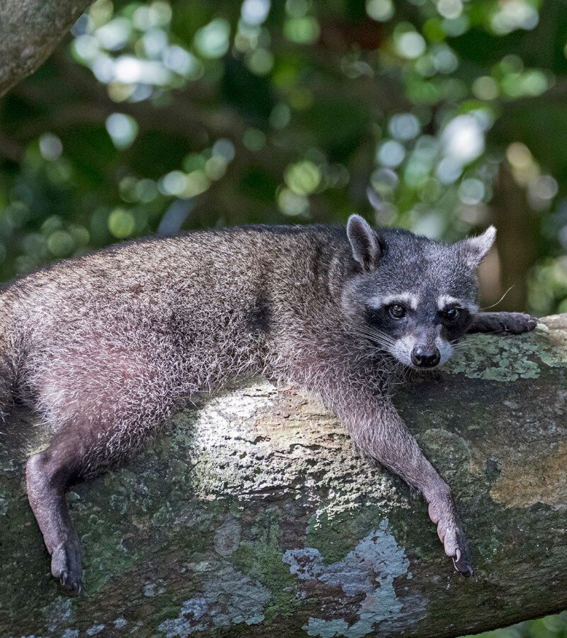 Costa Rica - An A-Z of wildlife | National Geographic